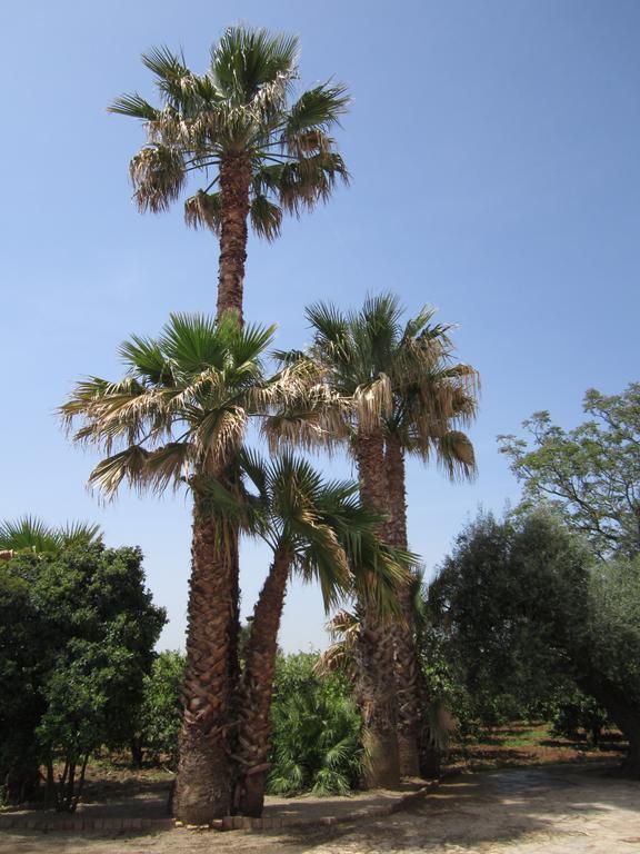 Casa Alice Bed and Breakfast Palagiano Esterno foto